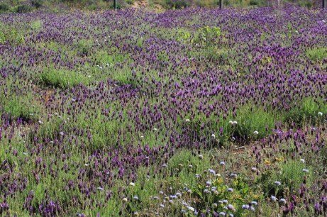 Lavandula  pedunculata - Lavanda - Cantueso de Pezón Largo(1)