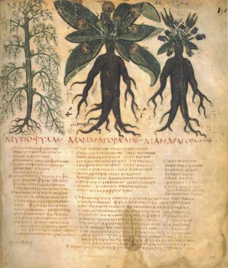 naples_dioscurides_mandrake_90v