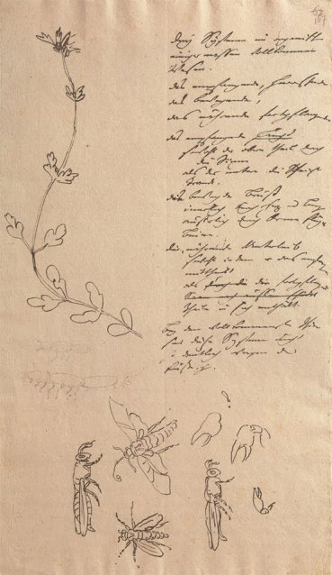 A partially completed drawing by Goethe included in his 1790 “Zur Morphologie”