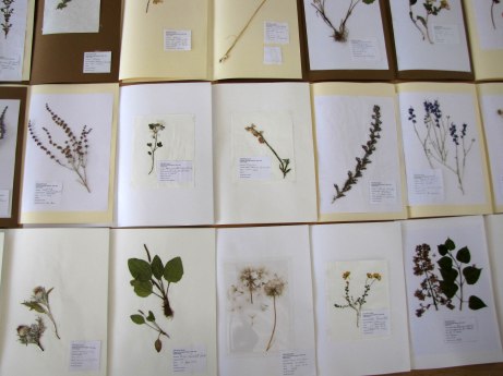 evaluando el herbario