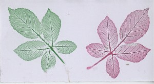 José Joaquín Aperribay. hoja de Zarzamora