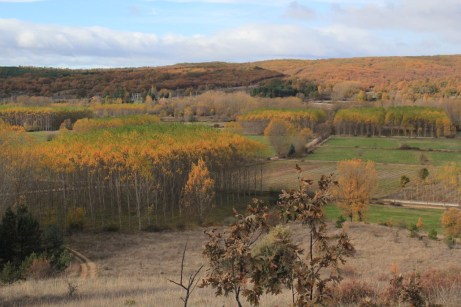 Choperas en Cerezales.5-11-2011 (5pk)