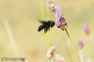 Fotografía Fotoaurinko