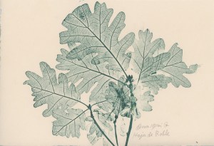 ana-mari-gonzc3a1lez-hoja-de-roble-grabadoa-color.jpg