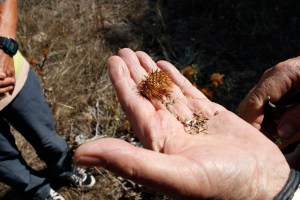 Herbarium_LorenaLozano_4