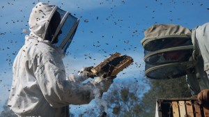 LorenaLozano_more_than_honey@1x