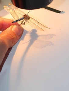 Herbarium-LorenaLozano14